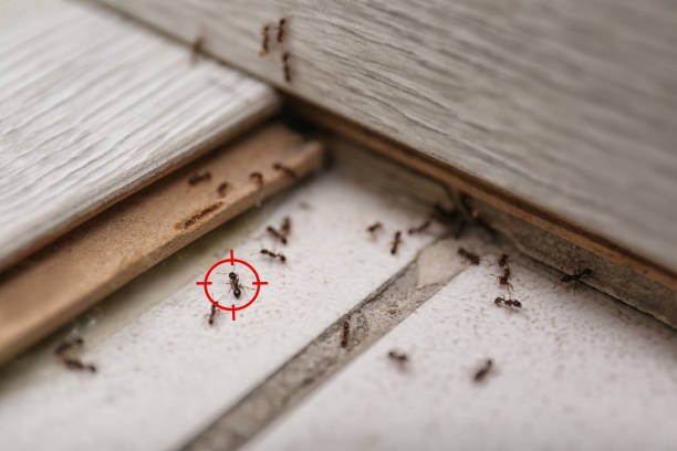 Best Affordable Pest Control Services  in New Providence, NJ